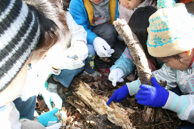 昆虫教室冬編の風景。材割をしながら昆虫観察